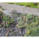 Pressure Sprayer 5L | Pipe Manufacturers Ltd..